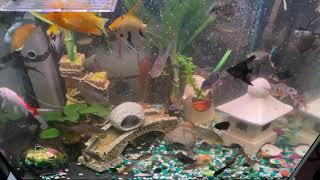 Feeding the tropical community chaos missing Black ghost knife fish