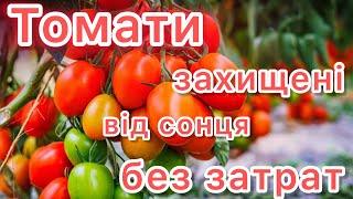 Мені сподобалосьТепер так завжди буду садити томати ні пекуться та не хворіють