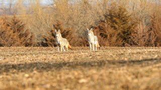 Using Coyote Vocals for Breeding Season Coyotes  The Last Stand S2E9