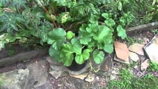 Tips For Growing Cantaloupe in Containers - YES Its Possible