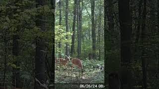 Two doe out for a snack