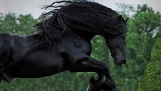 WATCH AND BE CAPTIVATED FRIESIAN STALLION FREDERIK THE GREAT