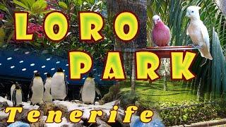 Walk Through Loro Parque - Tenerife Canary Islands