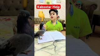 Kabootar ne Shaheer ki Help ki ️#shorts #shortvideo #kabootar #shaheerjutt