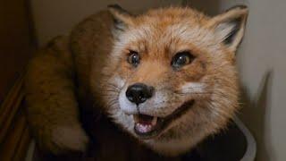 Finnegan fox yells at me and wants to fight