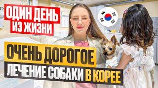 День из жизни в Кореелечим собакукорейский фикс прайсKOREA VLOG