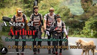 A Story of Arthur a stray dog advenger racing wold series หมาจรจัดที่ติดตามคนที่ให้อาหารมัน