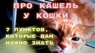 Про кашель у кошки. 7 пунктов которые нужно знать.