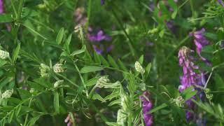 Wyka kosmata - Vicia villosa