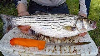 Catch and Cook Striped Bass - Catching cleaning and cooking Striper