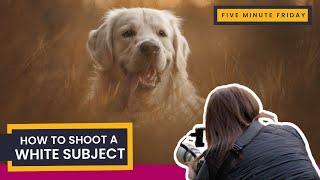 How to Shoot ANY White Subject  STOP Blown-Out Highlights  White Dog Example  Photography Tips