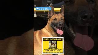 Missing WV police K-9 Chase #dog #animals #shorts
