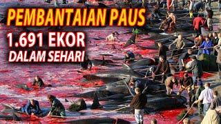 Tradisi Berburu Paus Di Kepulauan Faroe