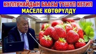 КУЛПУНАЙДЫН БААСЫ боюнча маселе көтөрүлдү