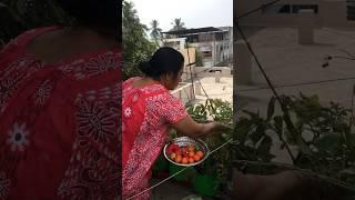 Harvest from Terracr Garden  PlantishQ  Tamil  #shorts