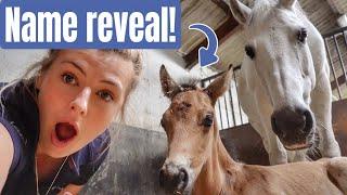 FOAL NAME REVEAL + Boys update