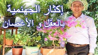 Propagating Bougainvillea Plant from Cuttings and Branches