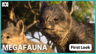 First look  Megafauna What Killed Australias Giants?  ABC iview