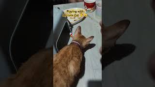 Playing with My Cute Cat #trending #cat #catlover #cuteanimal #trendingshorts