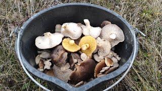 Дождь не даёт грибы собирать однобочки или степная вешенка сбор грибов 2023 в Крыму