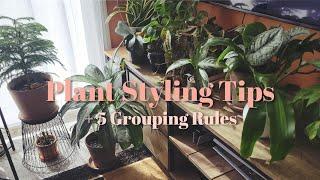 Top Plant Styling Tips for Your Home Decor  Plant Decor Rules