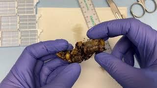 Grossing Appendix