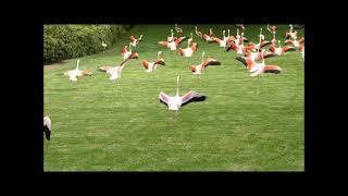 Attempted display flight in Chilean and lesser flamingos