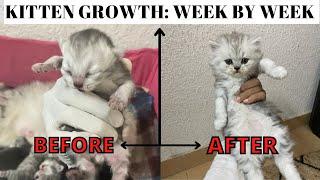 How persian newborn kitten grows?  0 to 40 Days Journey