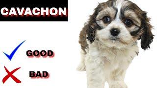 Cavachon Pros And Cons  The Good And The Bad