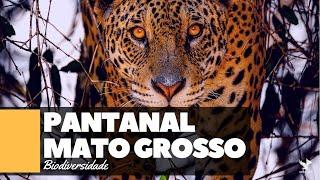 Pantanal - Mato Grosso - Onça Pintada  Jaguar  Missão GoMartins