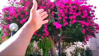 الحصول على الجهنمية بأسرع الطرق الترقيد الهوائي   Propagate Bougainvillea by Air laying