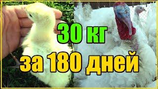 САМЫЕ БОЛЬШИЕ ИНДЮКИ В МИРЕ  БИГ - 6  30 КГ ЗА 180 ДНЕЙ ТЕХНОЛОГИЯ ВЫРАЩИВАНИЯ ИНДЮКОВ БИГ - 6