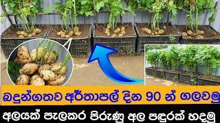 potato cultivation in a pot - අර්තාපල් අල බදුන්ගතව වවමු - the organic cultivation at home.