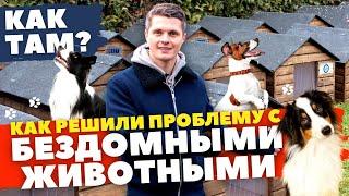 Приют для собак  Как в Польше решили проблему с бездомными животными  Как там?