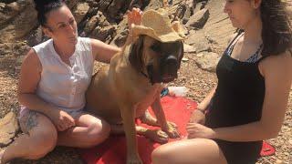 Big Boerboel at The Beach #viral #boerboel #trending