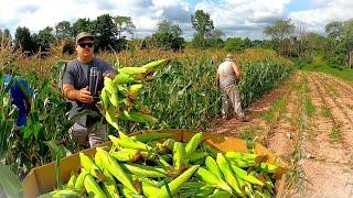 THE SIDE OF VEGETABLE FARMING YOU DONT SEE