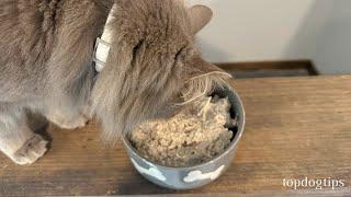 Recipe Easy Homemade Kitten Food