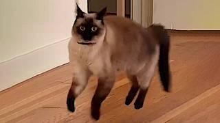 Funny Cats 2024  Cat Funny Videos − Funny Cat