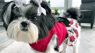 Shih Tzu Rescue Dog Gets Gifts  It’s Christmas In July For This Cute Dog