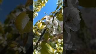 Village in SpringPear Blossoms Blanket the Village #shorts #nature #villagevlog