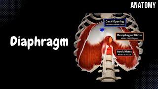 Diaphragm - Origin Points Openings and Coverings