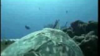 Fish Taxidermy - Bass In Water Habitat