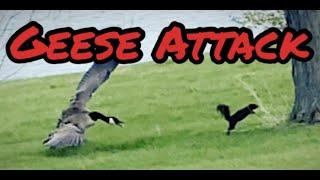 FUNNY  Geese Attack Squirrel for Messing With Their Goslings