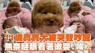 11歲貴賓犬被哭聲吵醒 　無奈瞇眼看著嫩嬰：唉...｜精選影片