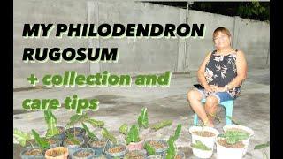 MY PHILODENDRON RUGOSUM COLLECTION AND CARE TIPS