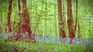 chalkney wood  the nature recorder