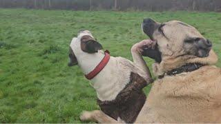 Bully Dog and Kangals Wild Romp with a Hilarious Twist