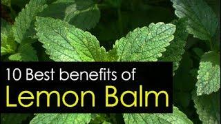 10 Amazing Lemon Balm Benefits Uses and Medicinal Value