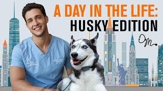 A Day in the Life Siberian Husky Edition  Doctor Mike