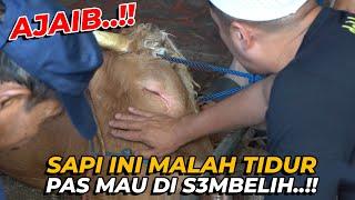 SAPI INI MALAH TIDUR PAS MAU DIS3MBELIH